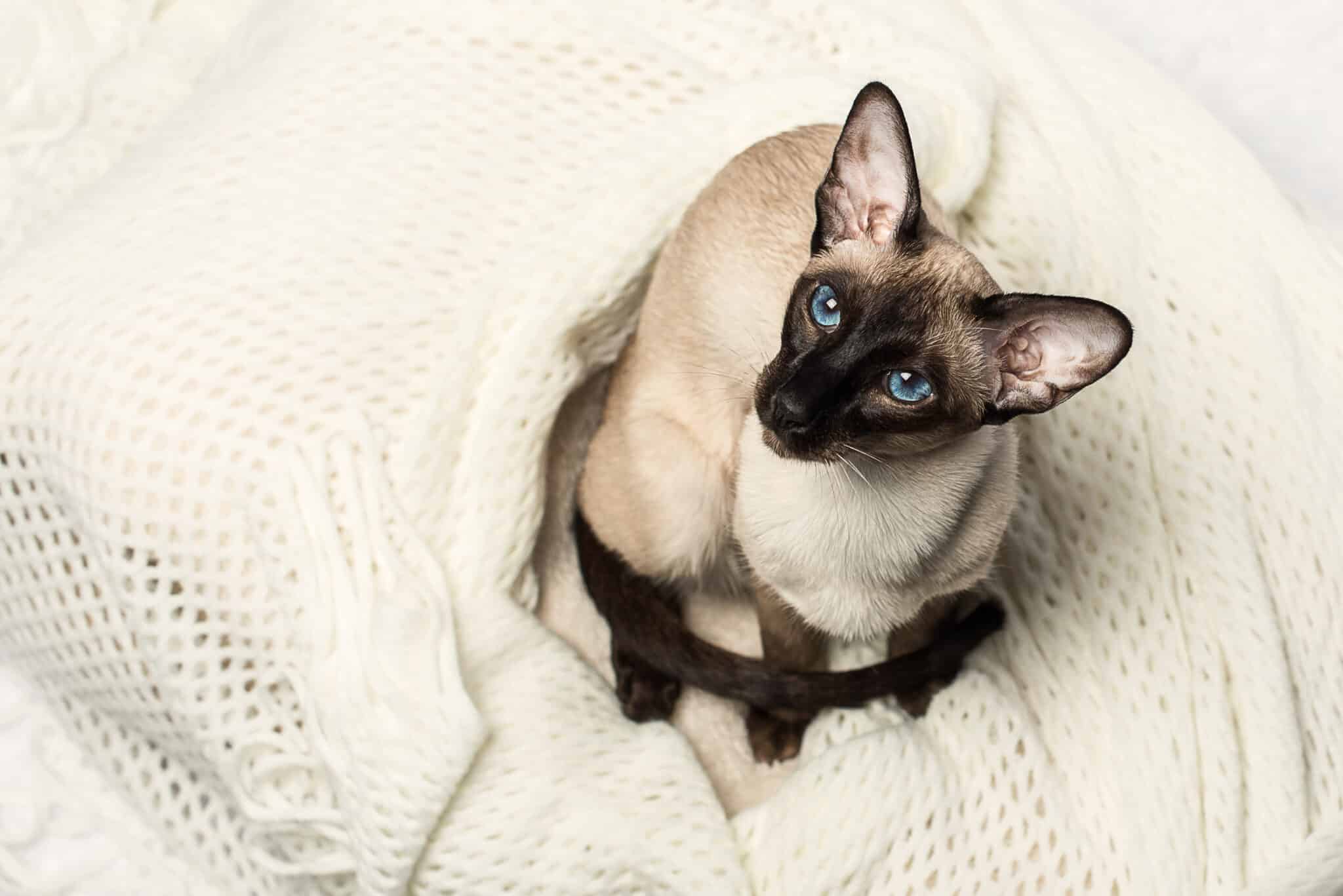 A Siamese Cat sitting beside their person and looking up with an attentive, expressive gaze.