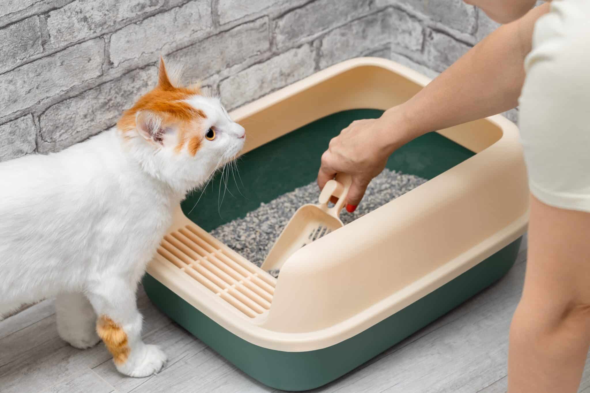 A cat calmly approaching a clean litter box in a quiet area of the home.