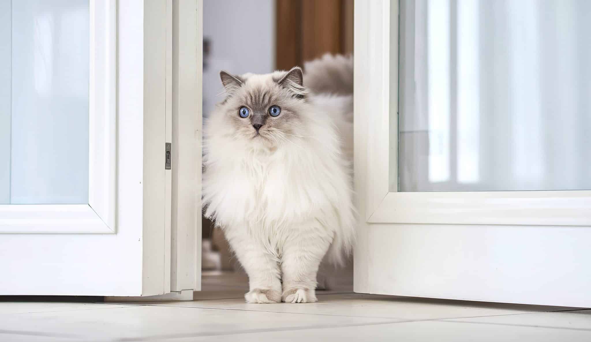 13 Things Cats Do When They Really Miss You
