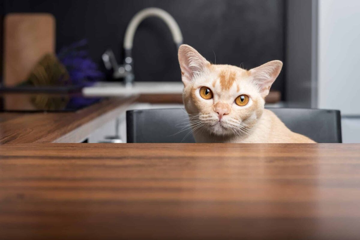 A Burmese Cat sitting beside a puzzle toy and watching their person closely.