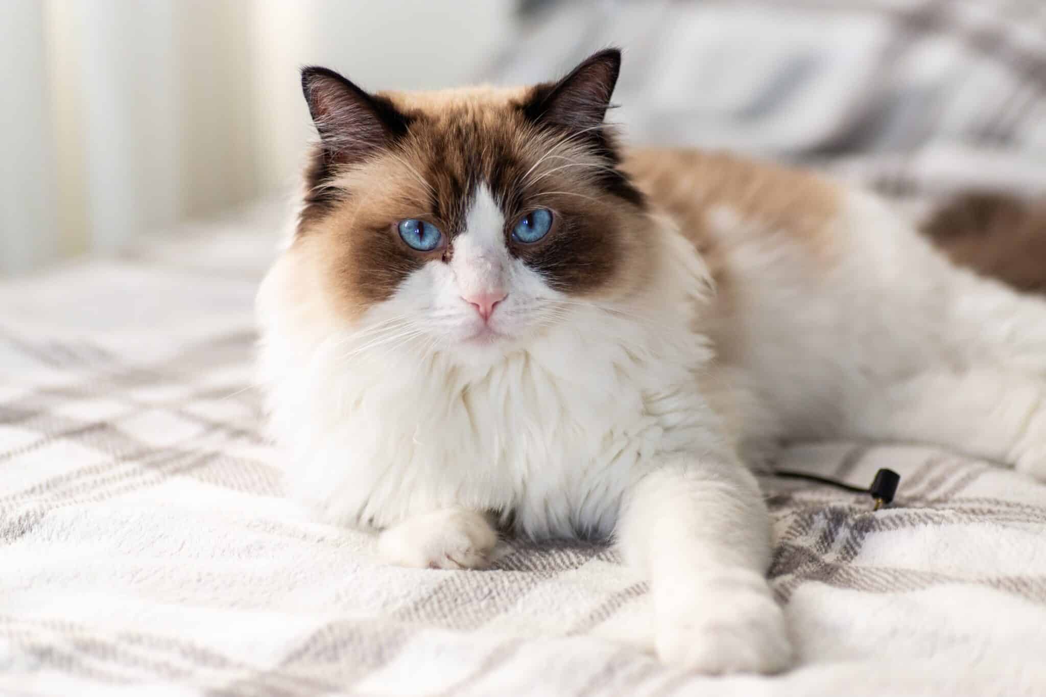 A blue-eyed Ragdoll cat with a silky pointed coat relaxing comfortably on a person's lap.