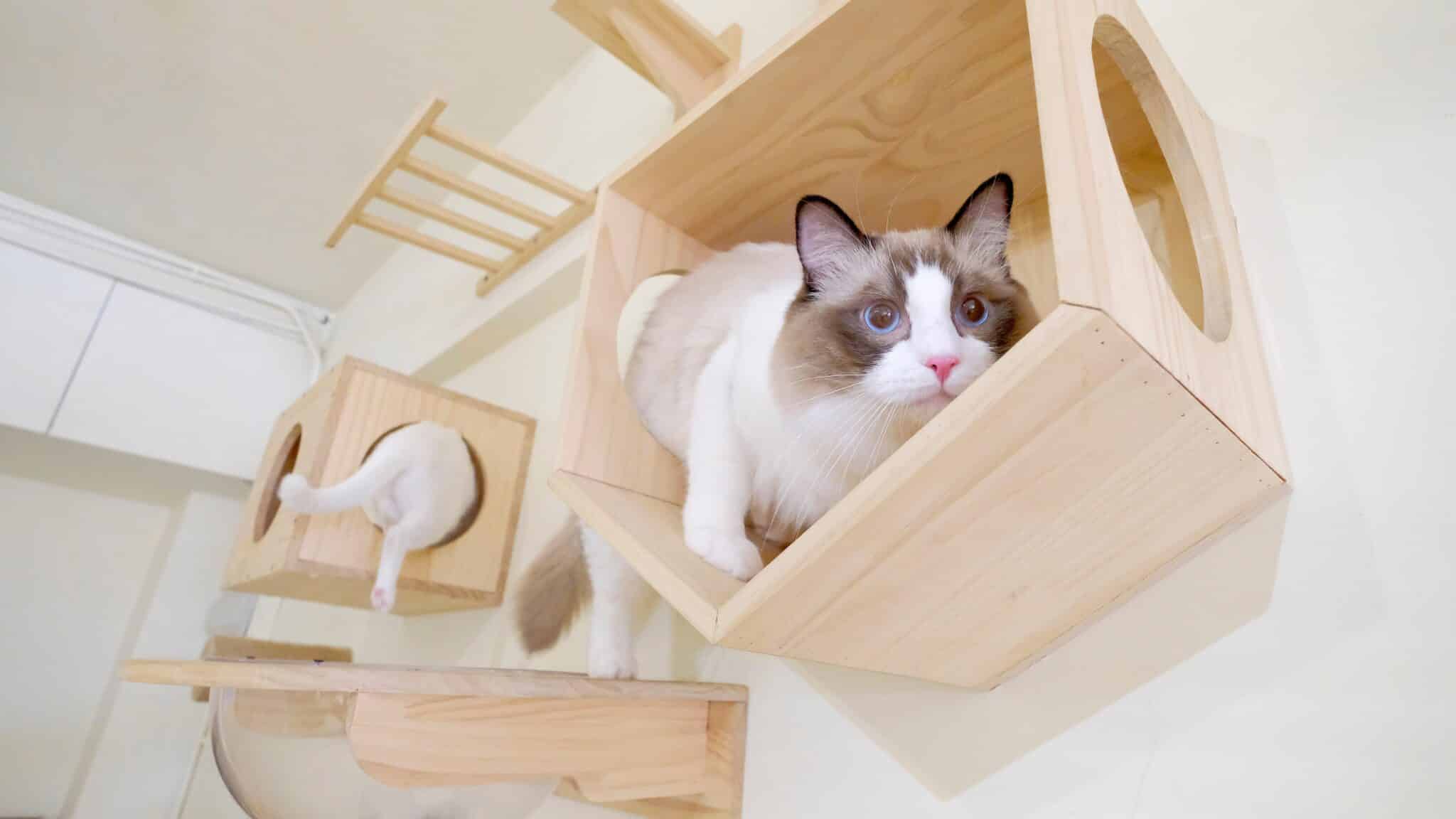 A Ragdoll Cat following their person through a bright home and staying close at their side.