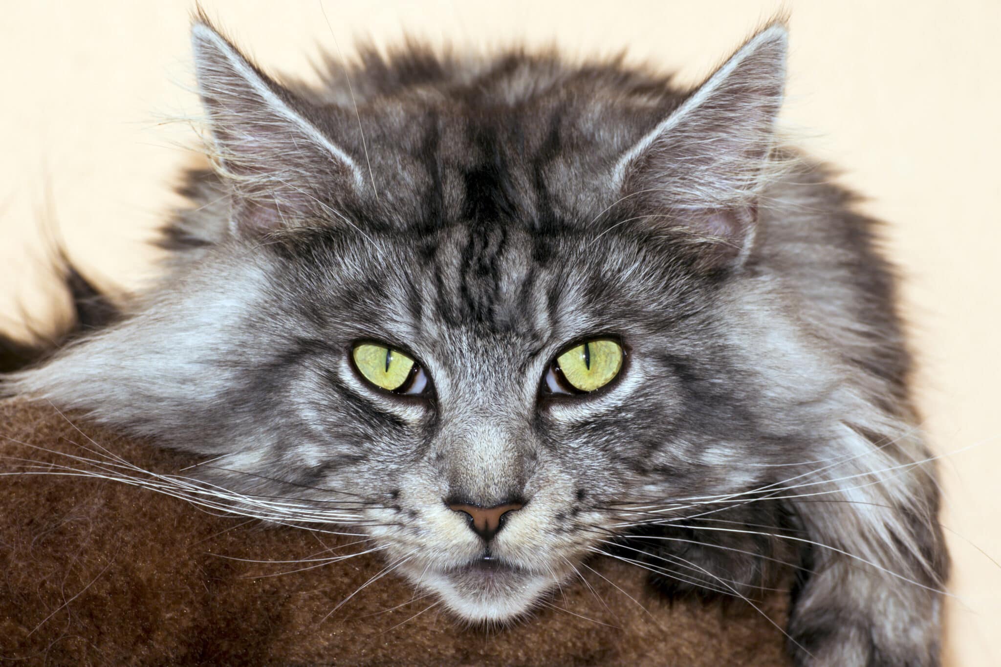 A majestic Maine Coon with a thick shaggy coat, tufted ears, and a long bushy tail.