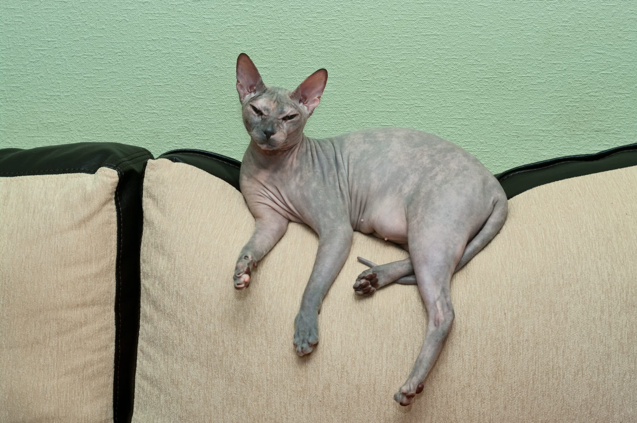 A Sphynx Cat snuggled closely against their person beneath a cozy blanket on a bed.