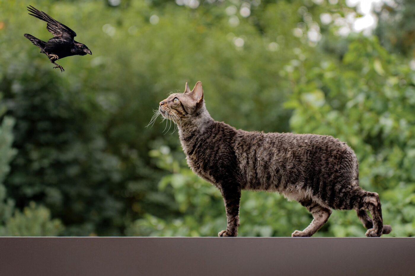 grey tabby watching bird outside