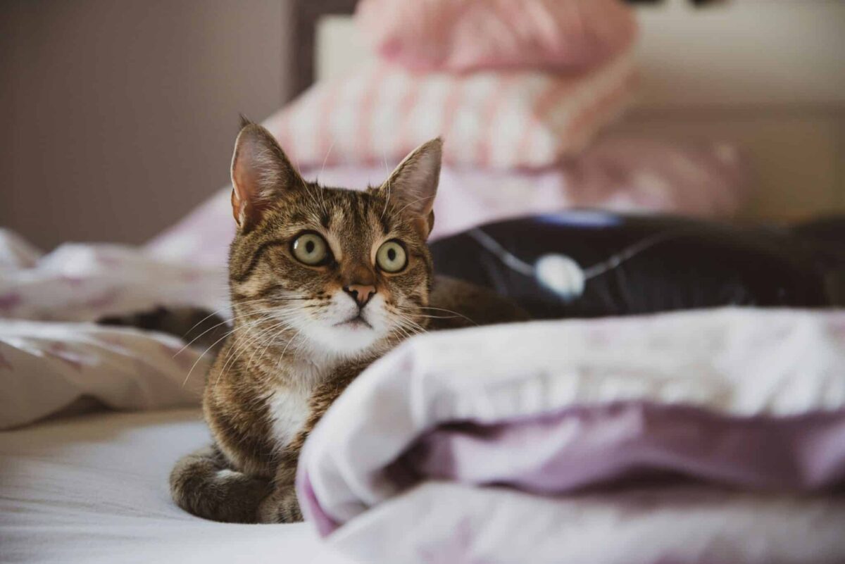 A mischievous cat sitting proudly on folded clothes while looking toward their human.