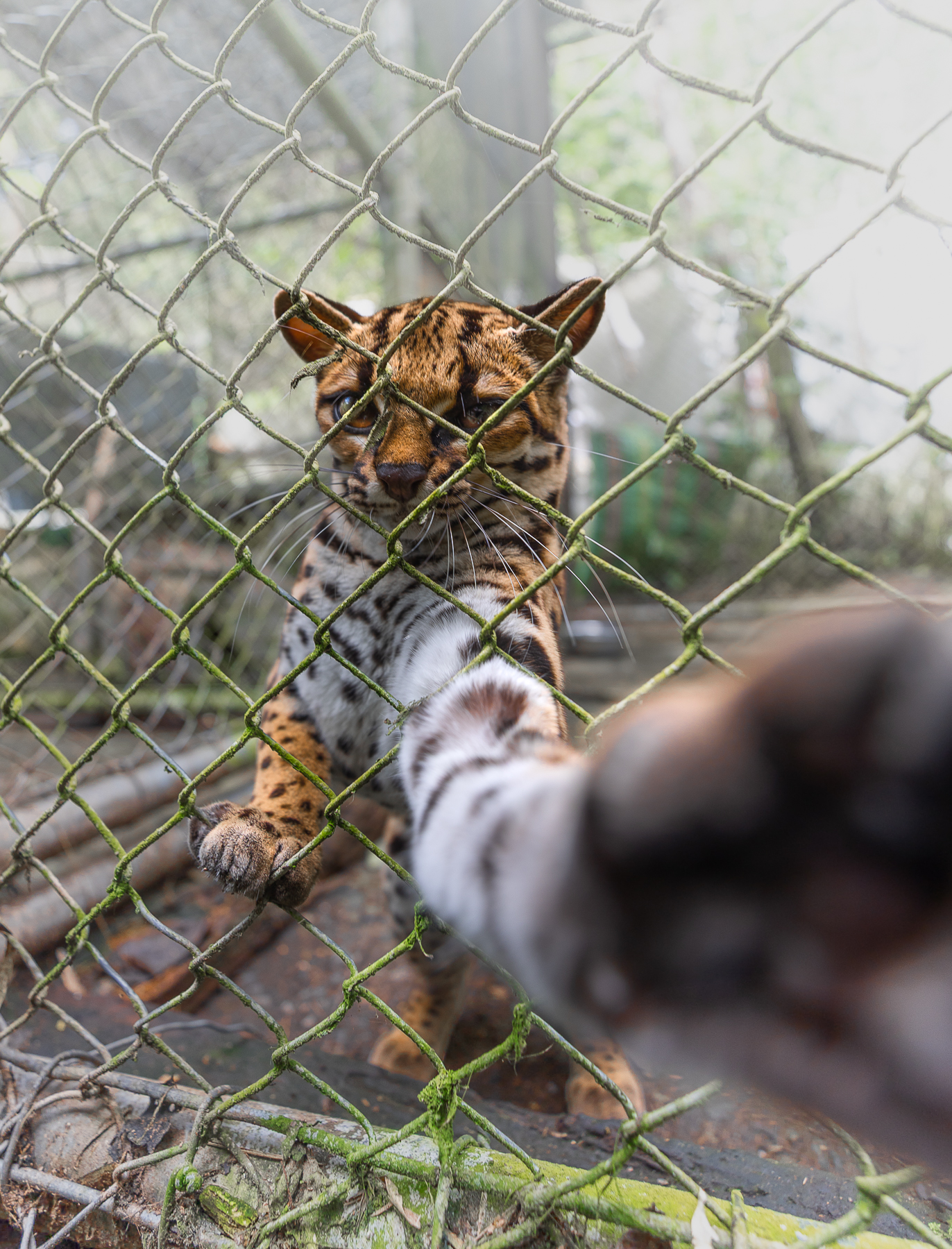 A tilcayo tiger cat reaching a paw toward the camera