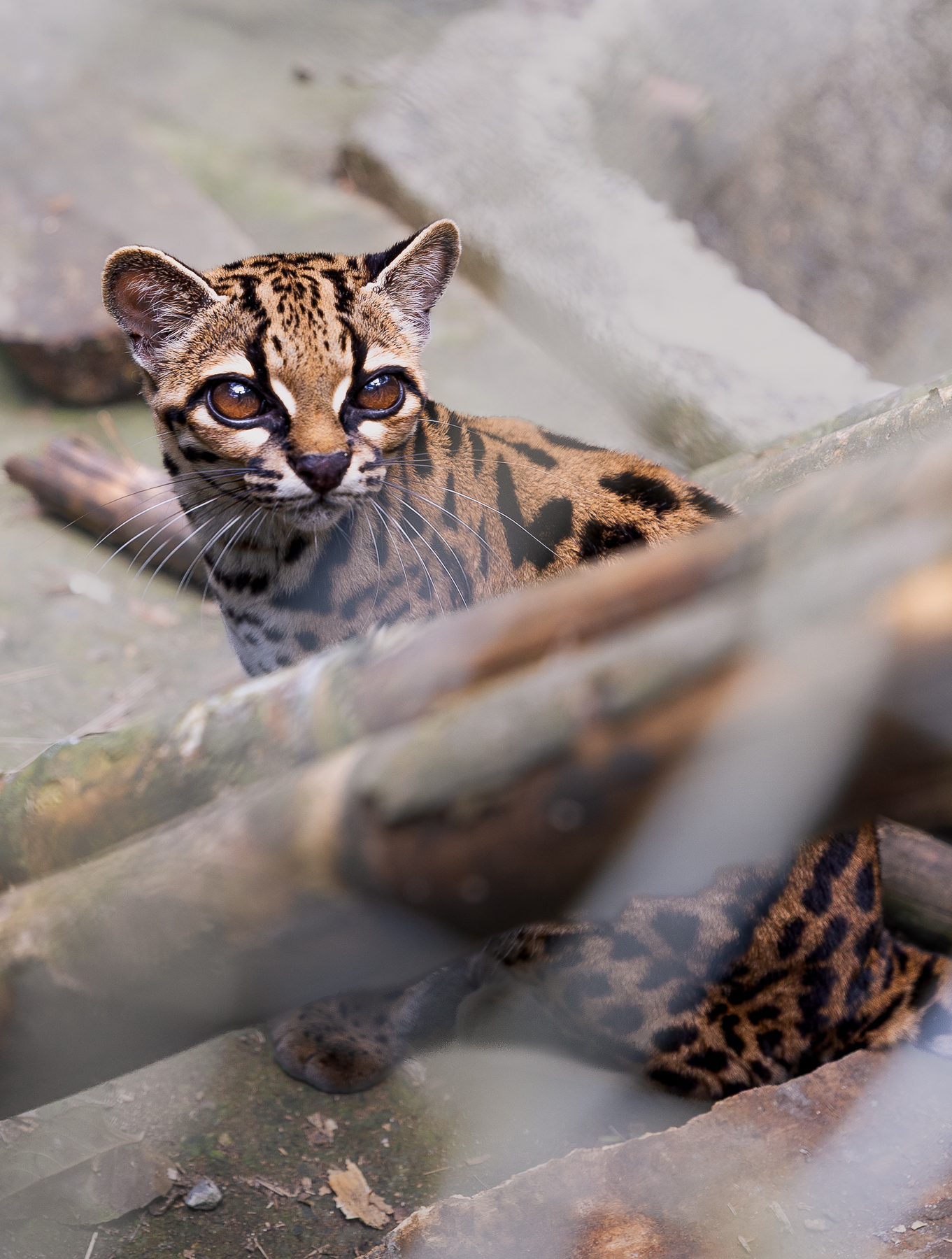 Portrait of a tilcayo tiger cat