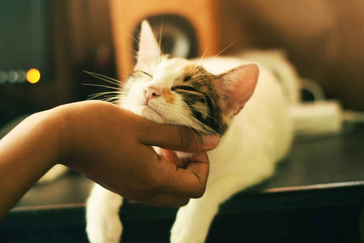 A content cat gently leaning their cheek into an offered hand for affection.