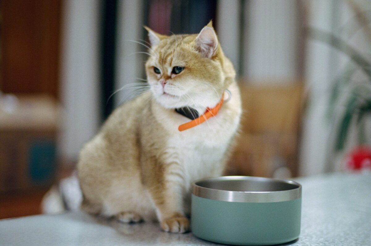 A cat waiting calmly beside their food bowl at their usual mealtime.