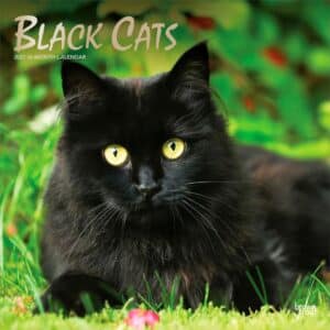 Black Cats | 2027 12 x 24 Inch