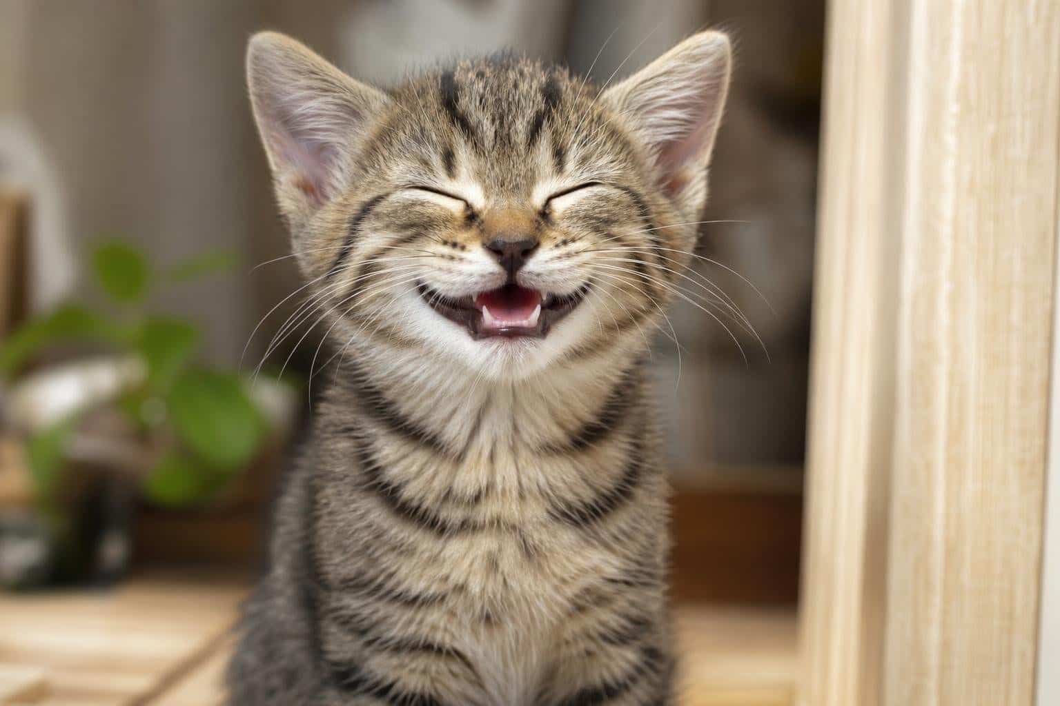 A kitten caught on camera smiling: the cuteness that’s going viral