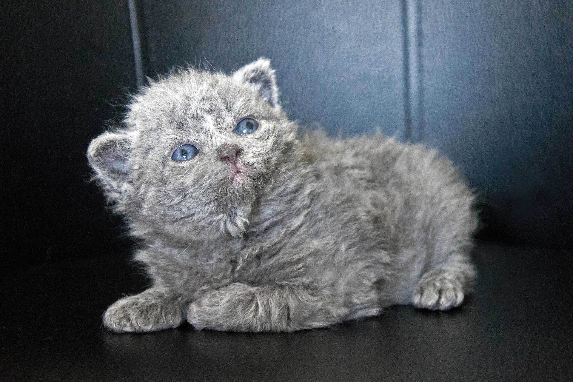 A fluffy Selkirk Rex cat with a distinctive curly coat sitting indoors and looking calmly toward the camera.