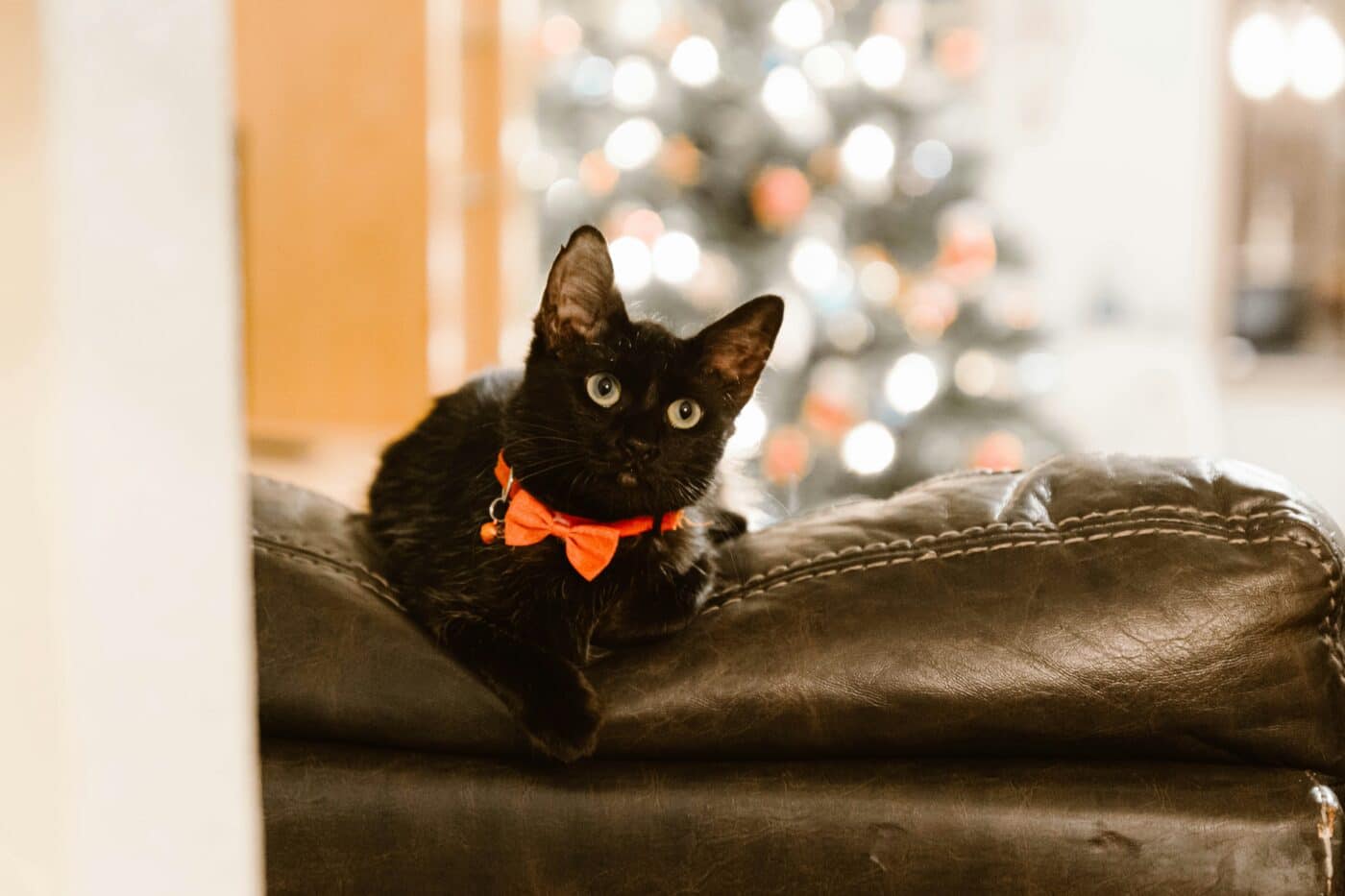 A black cat sitting near a traditional Japanese doorway with a peaceful expression.