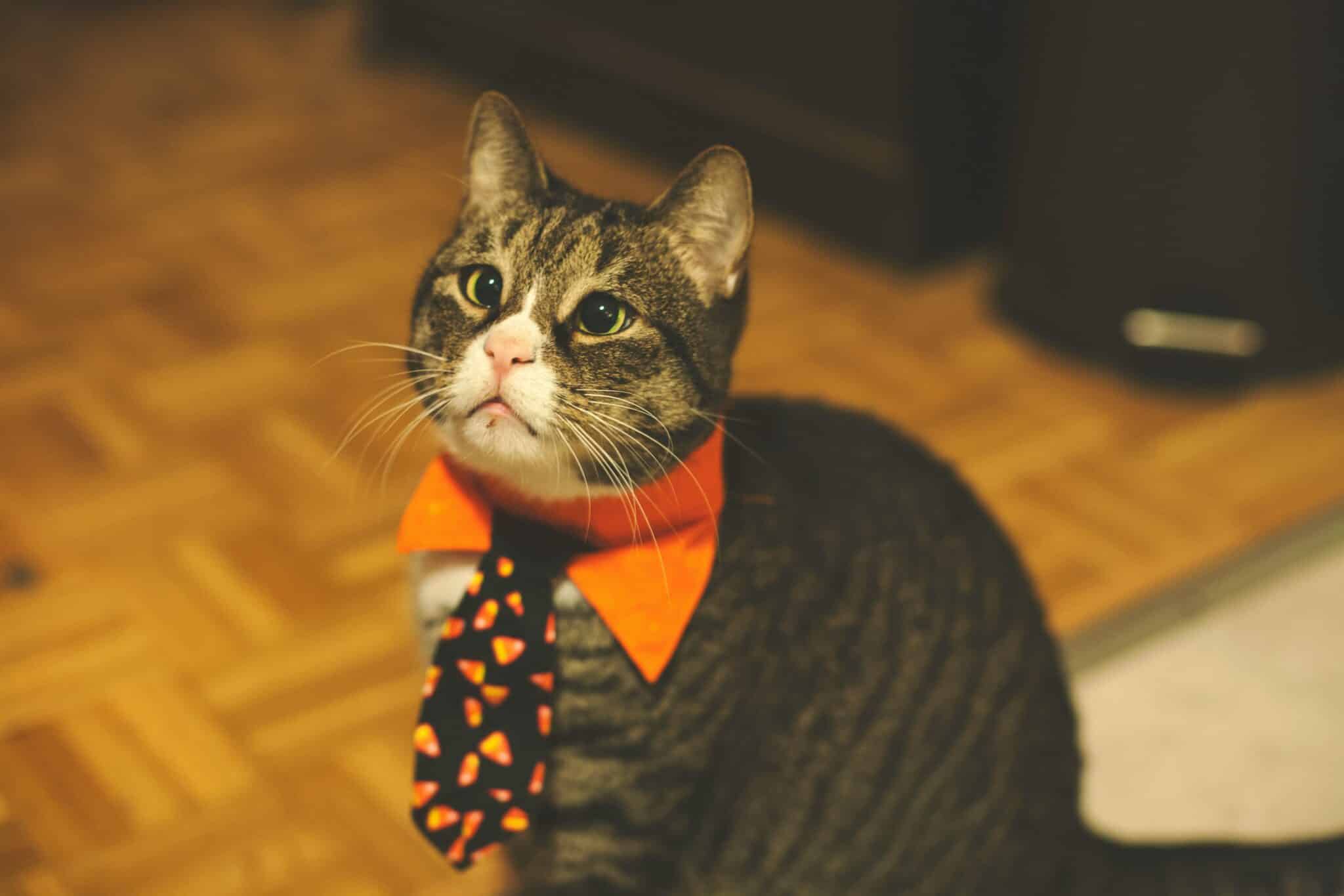 A cat studying their person wearing a simple Halloween costume with an unusual hat.