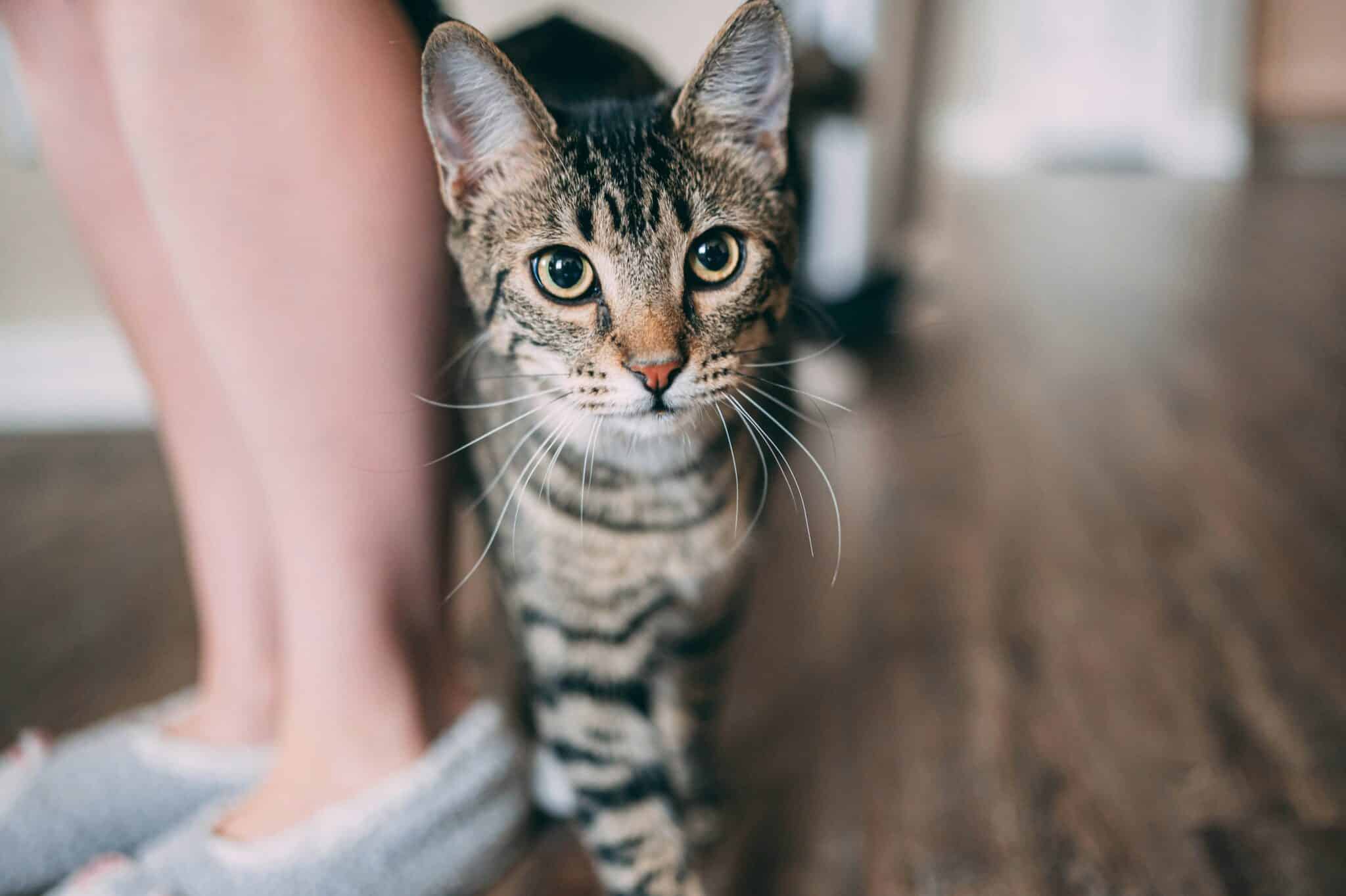 A cat rubbing against its owner's leg while the owner stands beside a sofa.