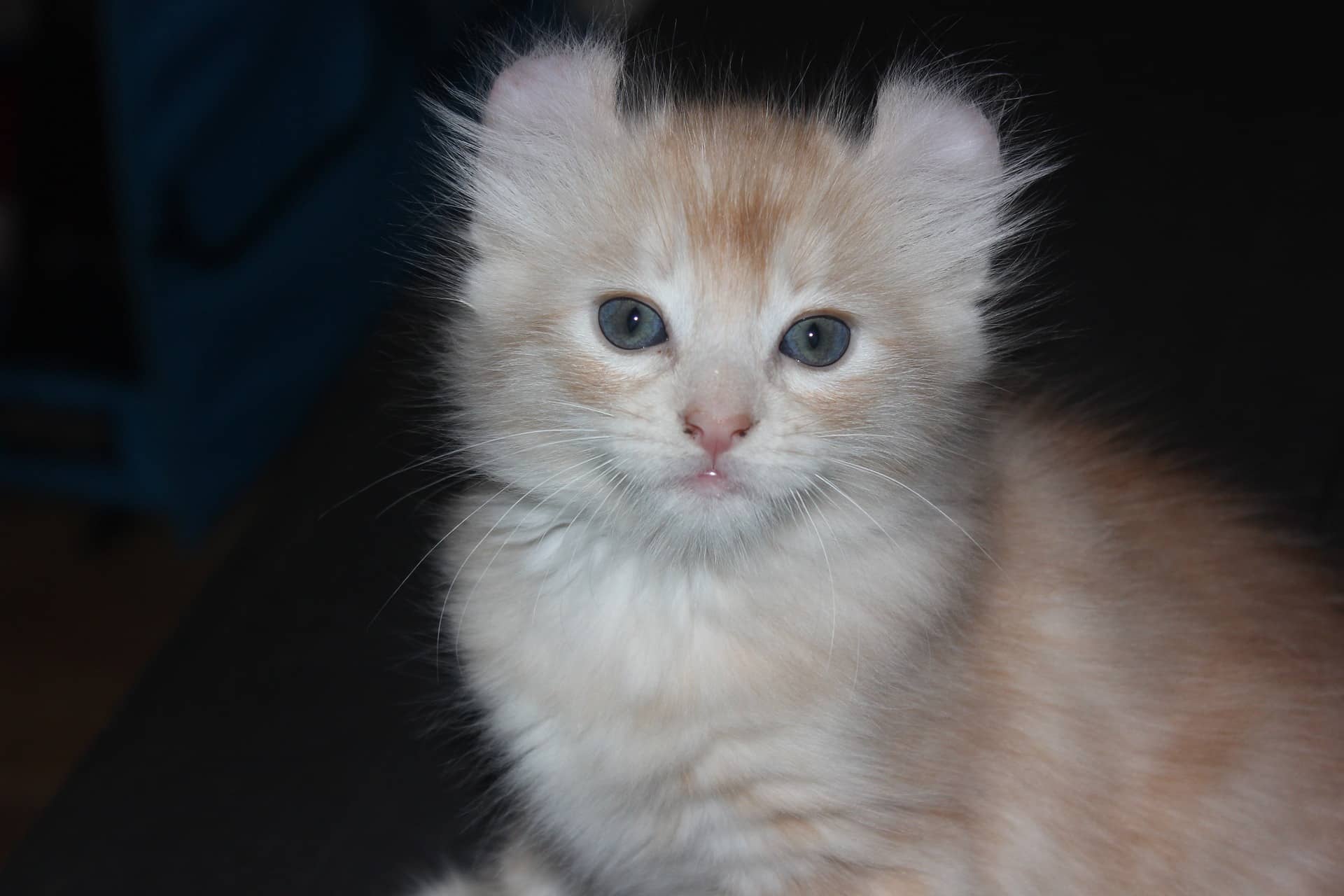 A long-haired American Curl cat with silky fur, distinctive backward-curled ears, and a fluffy tail sitting alert indoors.