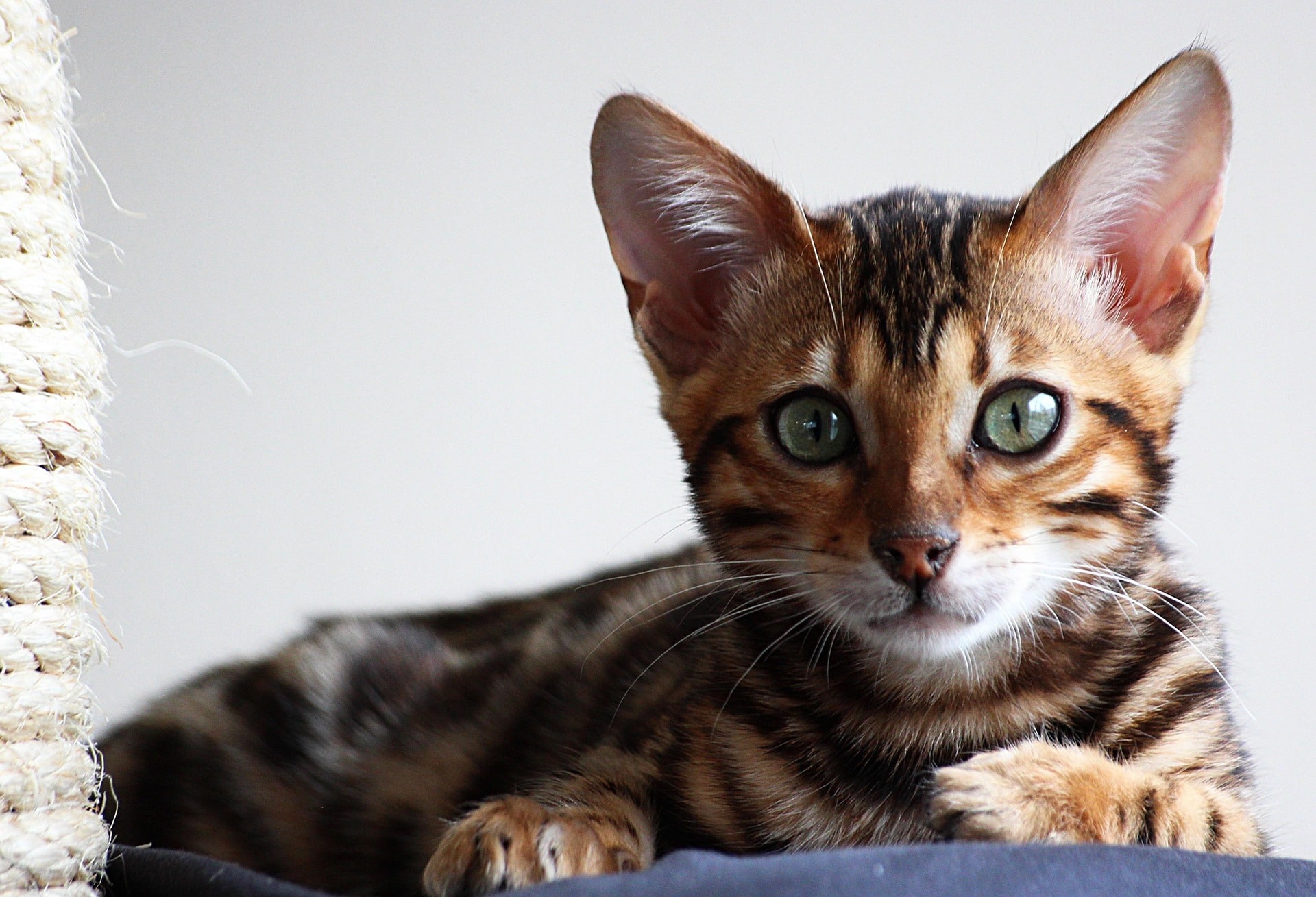 A confident cat perched on a table, surveying its home with an alert expression.