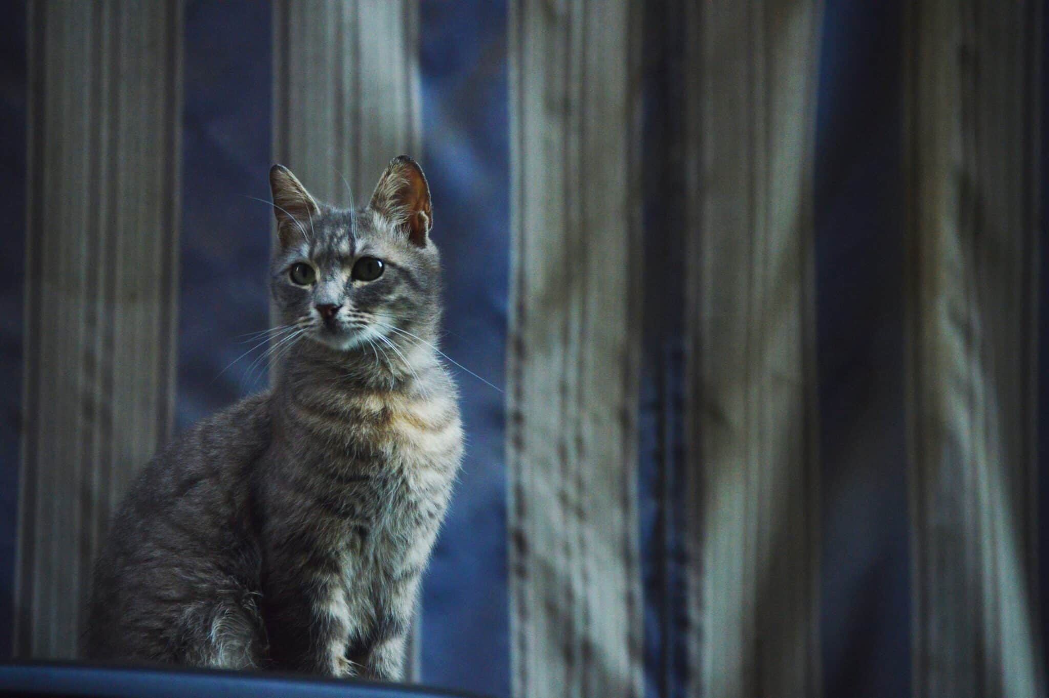 A vocal gray cat sitting beside a window at night with its mouth slightly open.