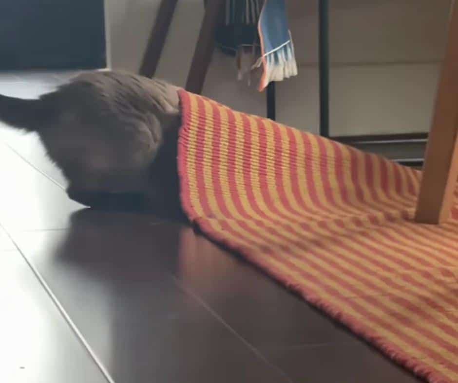 Credit: TikTok
