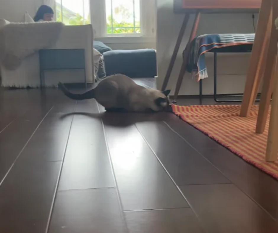 Credit: TikTok