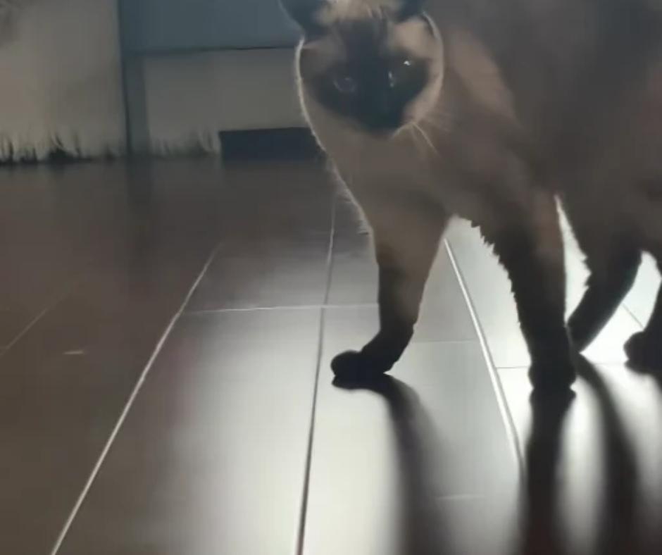Credit: TikTok