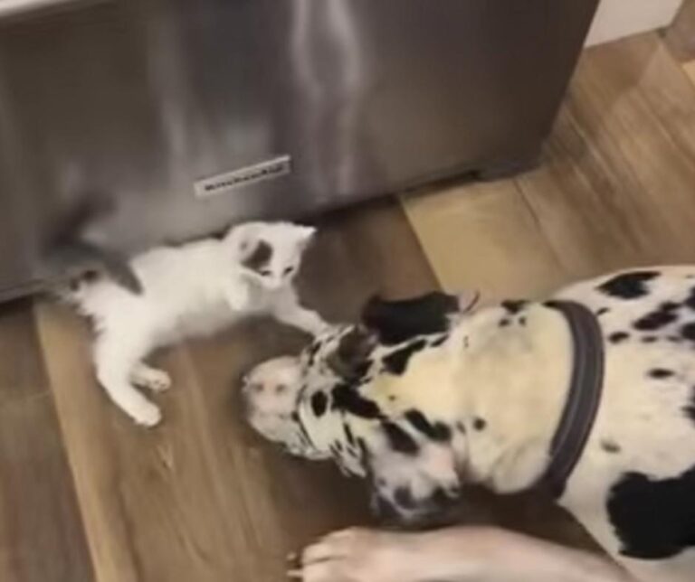 Big Heart snuggling