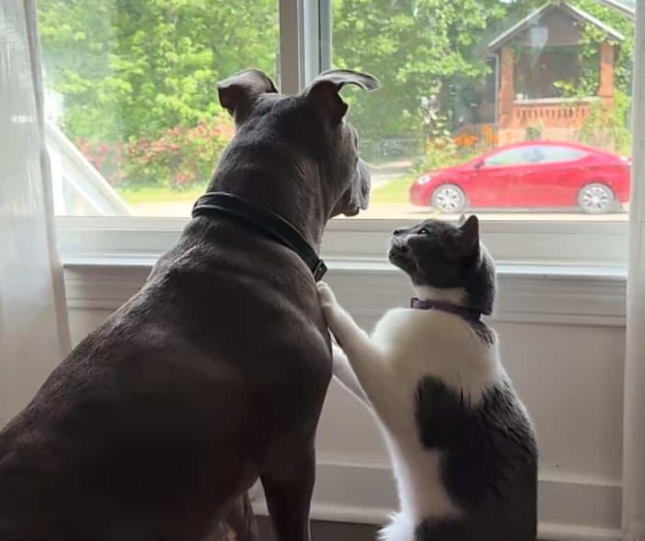Close Companions: Abe and Joan