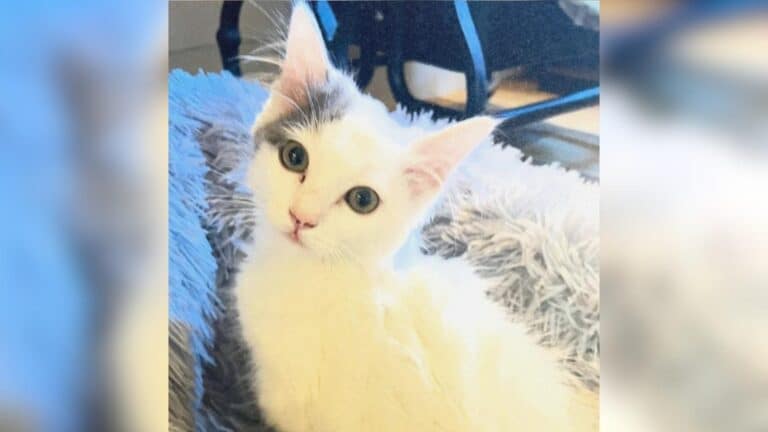 Big Heart the kitten