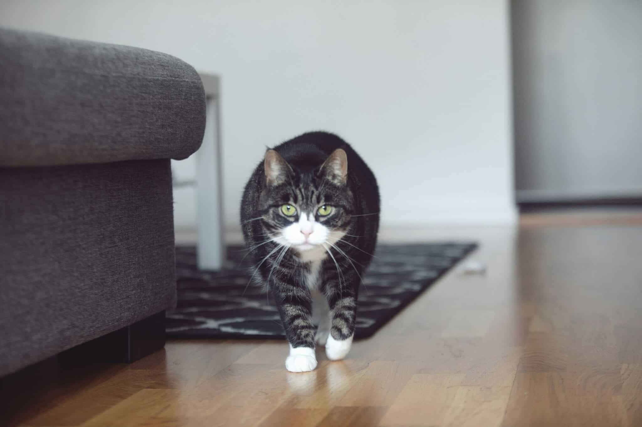 13 Things Cats Do When They Really Miss You