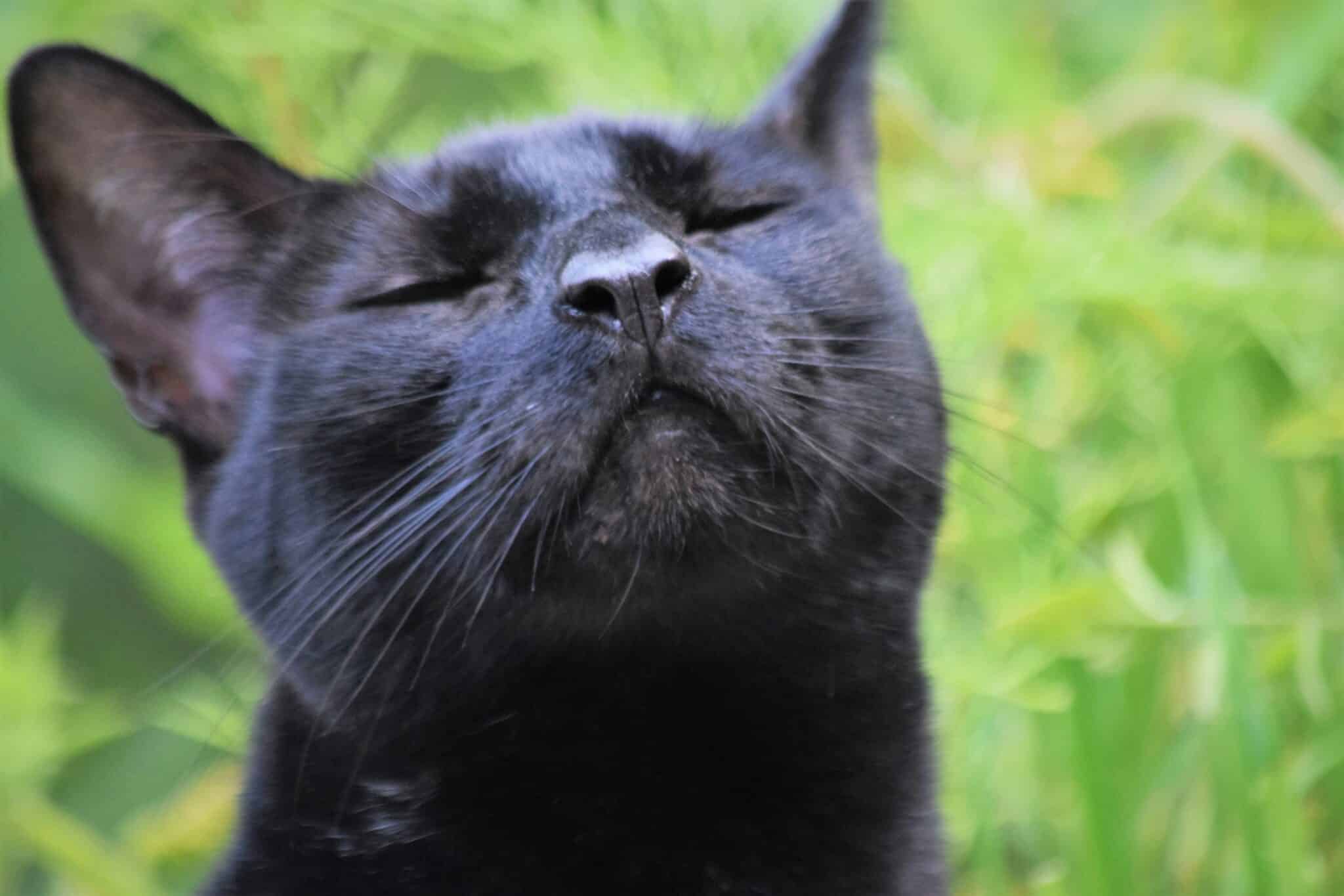 A curious cat sniffing its owner's hand while sitting beside them.