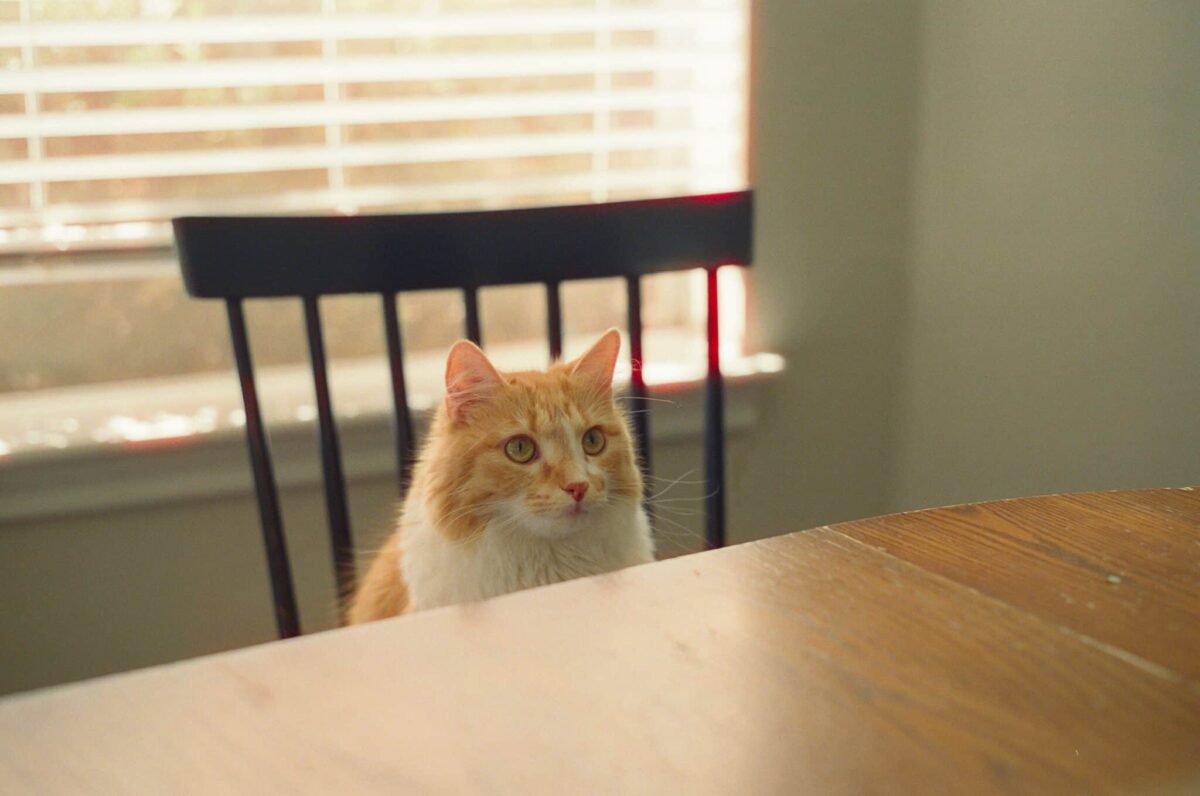 A cat waiting beside their food area at a familiar time of day.