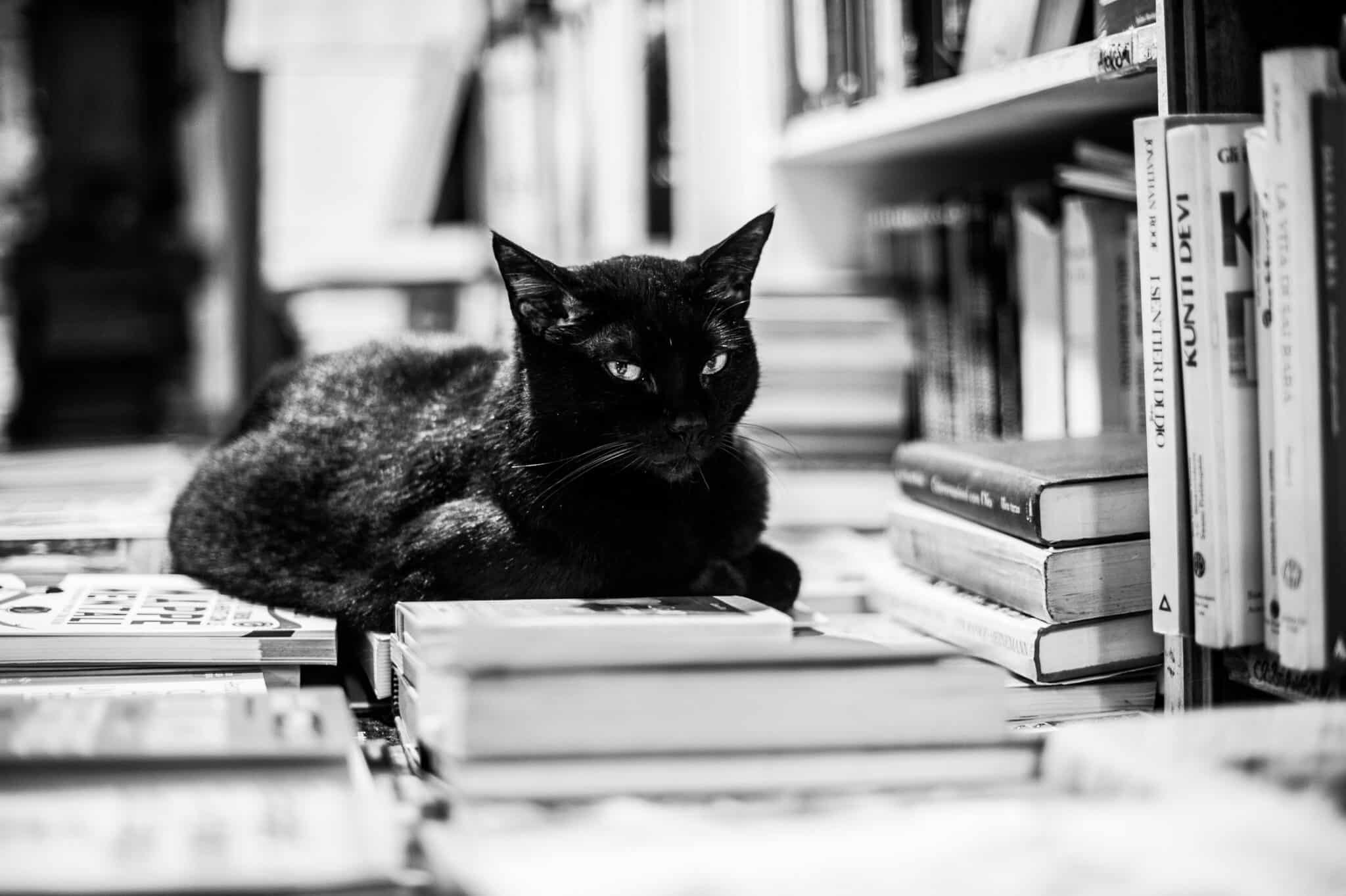 A black cat sitting beside a stack of old books in a softly lit reading nook.