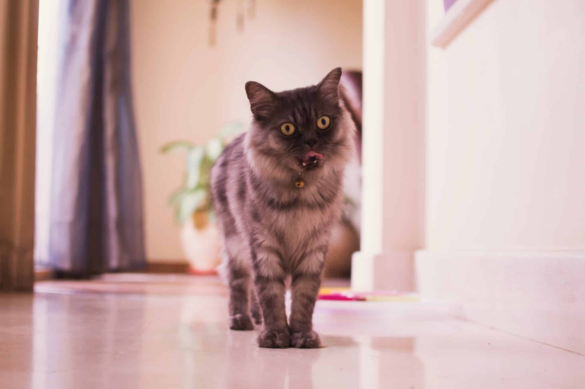 A curious tabby cat following its owner down a hallway inside a comfortable home.