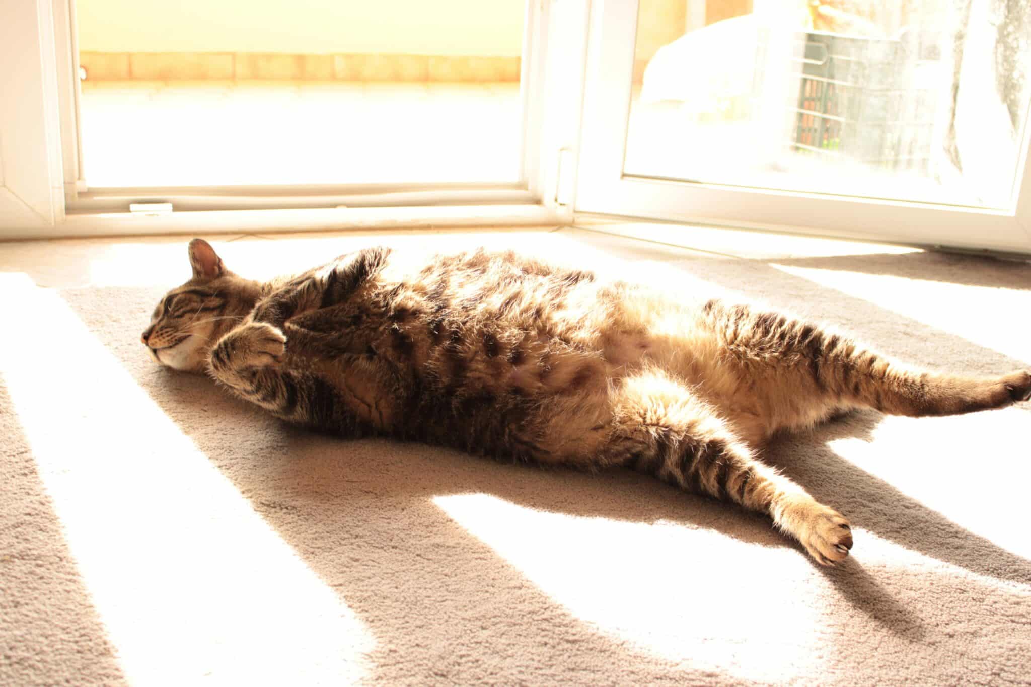 A ginger cat resting near a bright window with a shaded area available nearby.