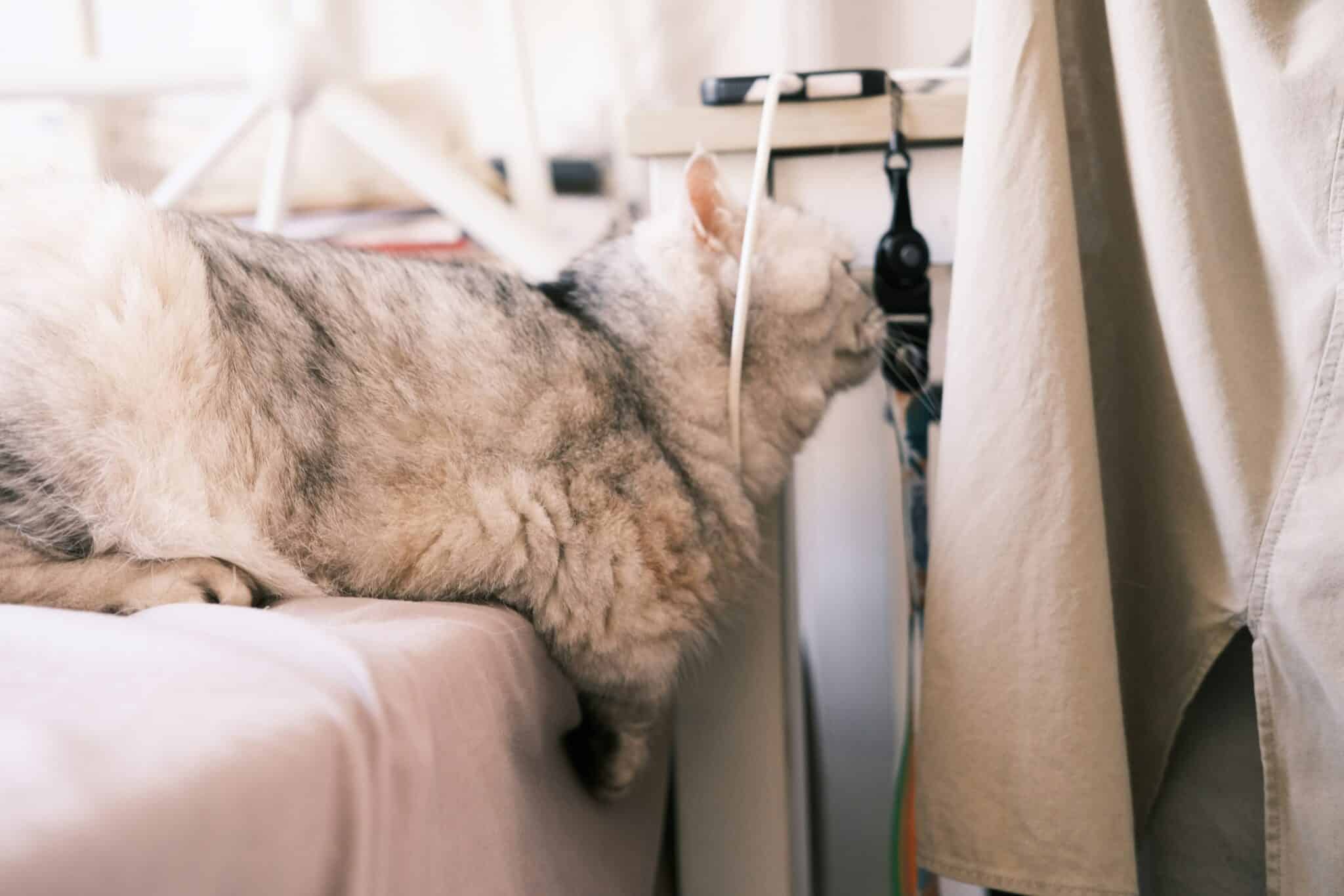 13 Things Cats Do When They Really Miss You