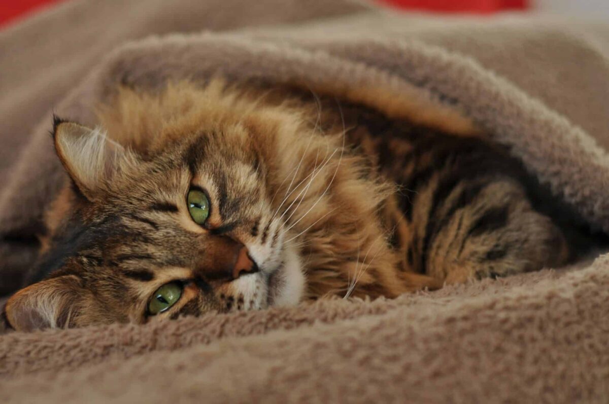 A gray cat curled tightly on a plush blanket in a cozy room.