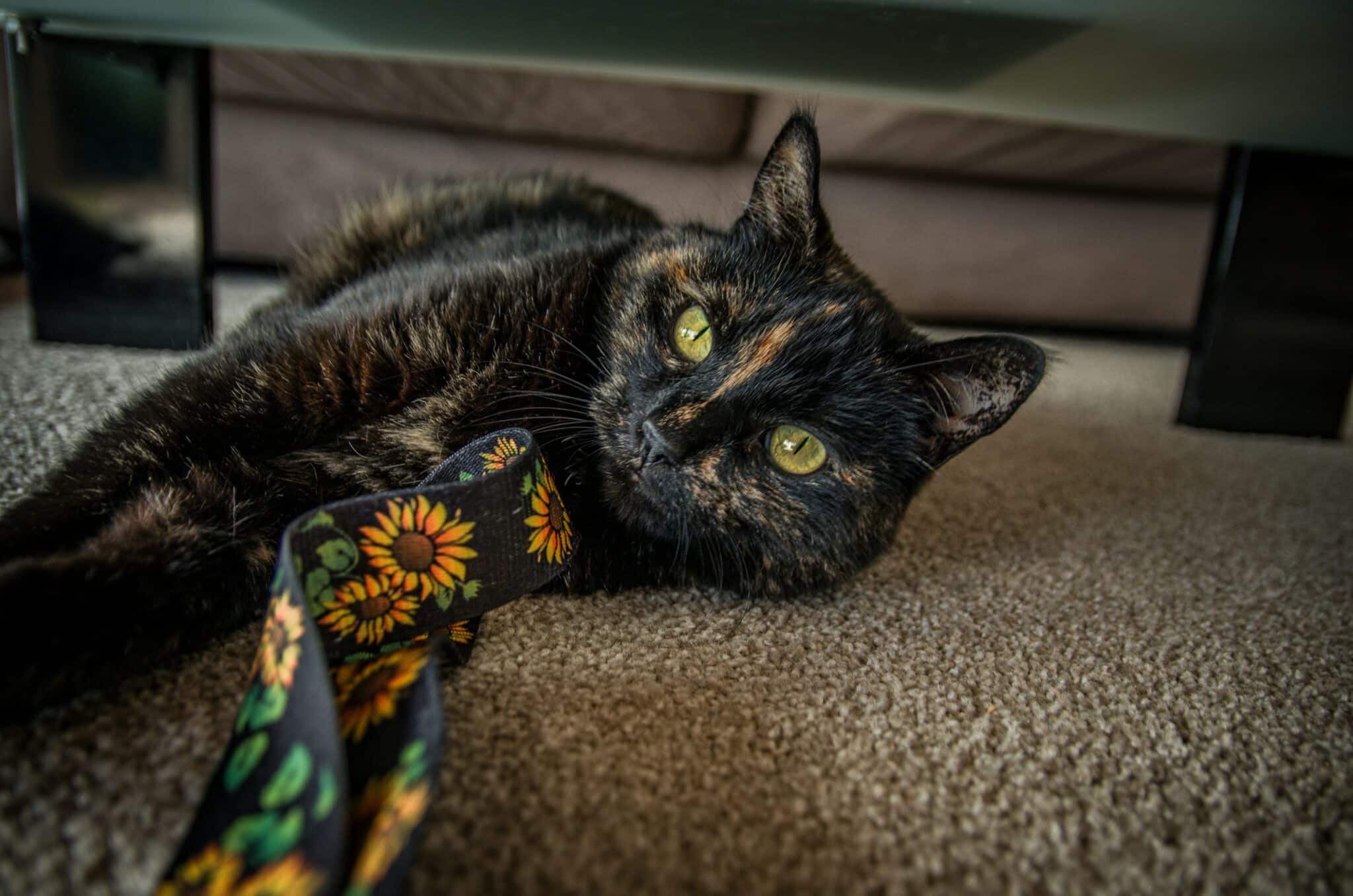 A playful cat reaching toward a dangling Halloween ribbon beside a decorative pumpkin.