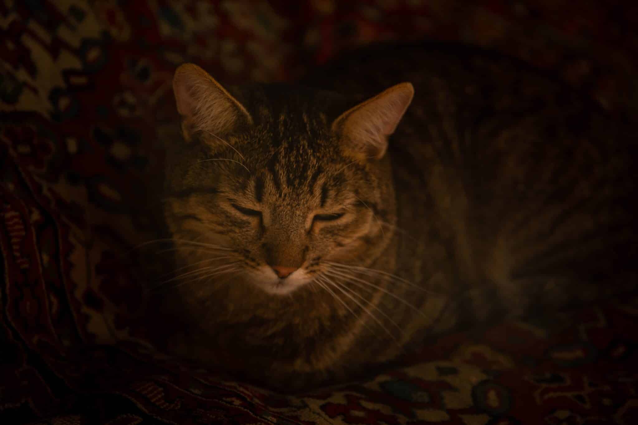 An older cat resting on a comfortable blanket in a softly illuminated room.