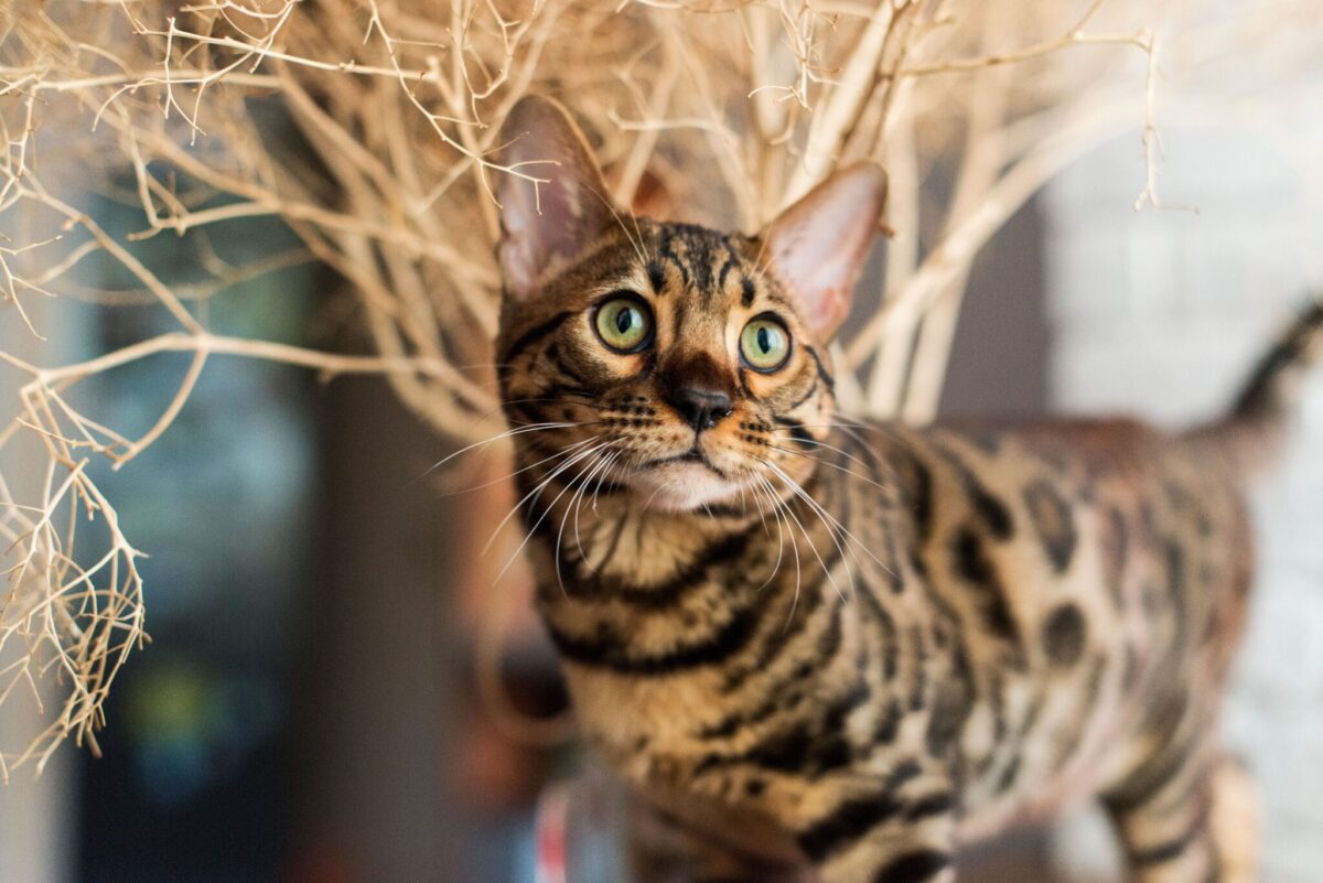 A cat approaching their person with their tail held upright.