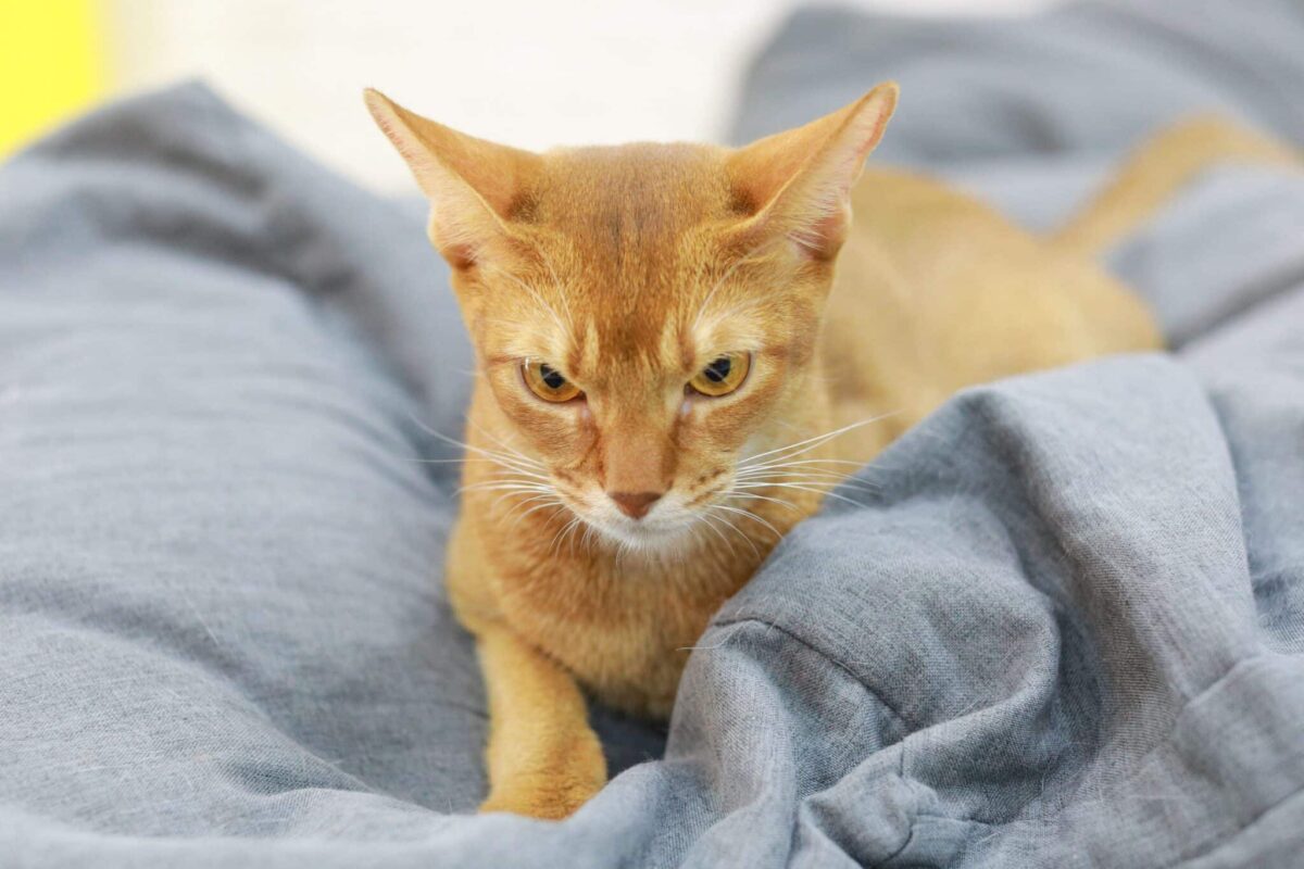 An Abyssinian Cat perched on a tall cat tree and observing the room below.