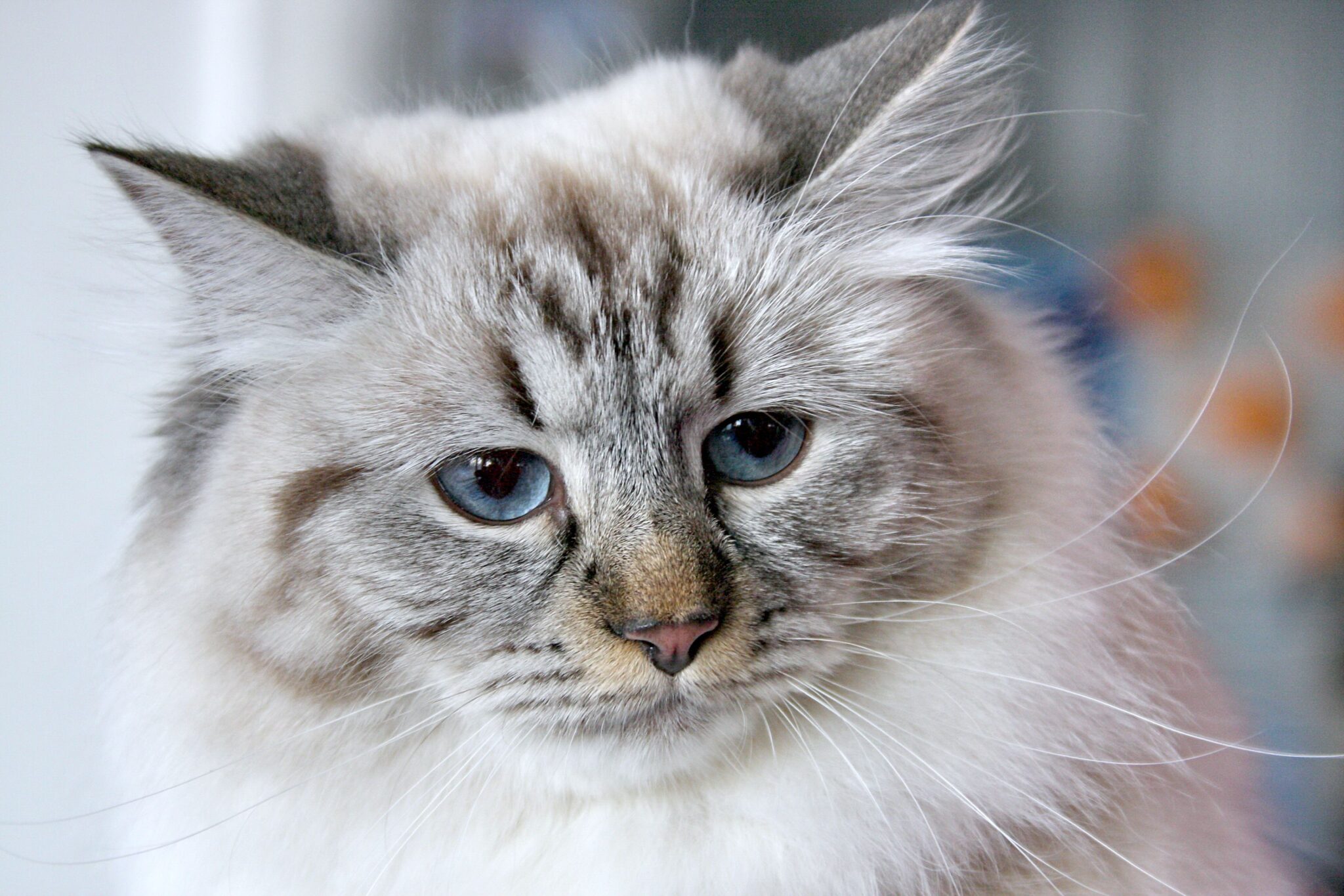 A Siberian Cat with a thick fluffy coat and bright eyes perched beside a wooden bookcase.