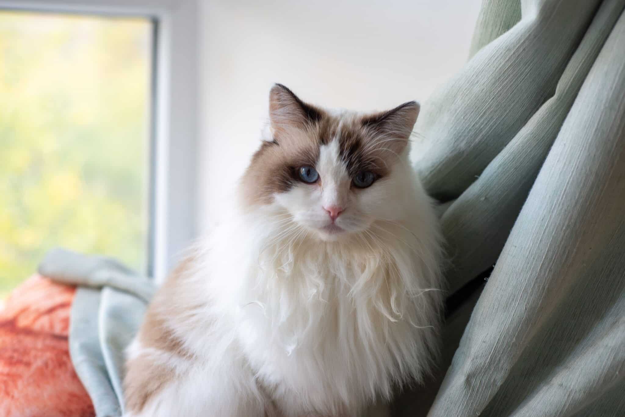 A blue-eyed Ragdoll Cat relaxing across a person's lap with its fluffy paws tucked comfortably beneath its body.