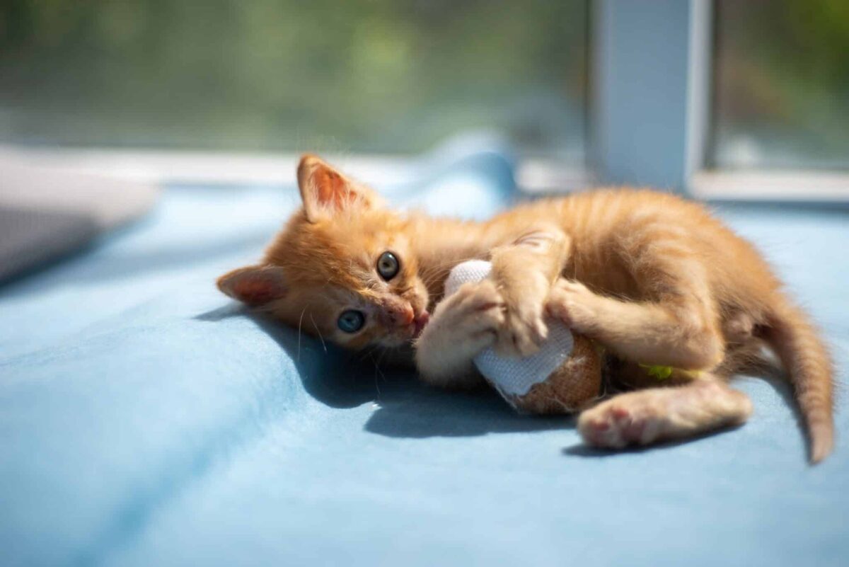 A cozy tabby cat curled up on a soft blanket near a sunlit window on a cool fall day.