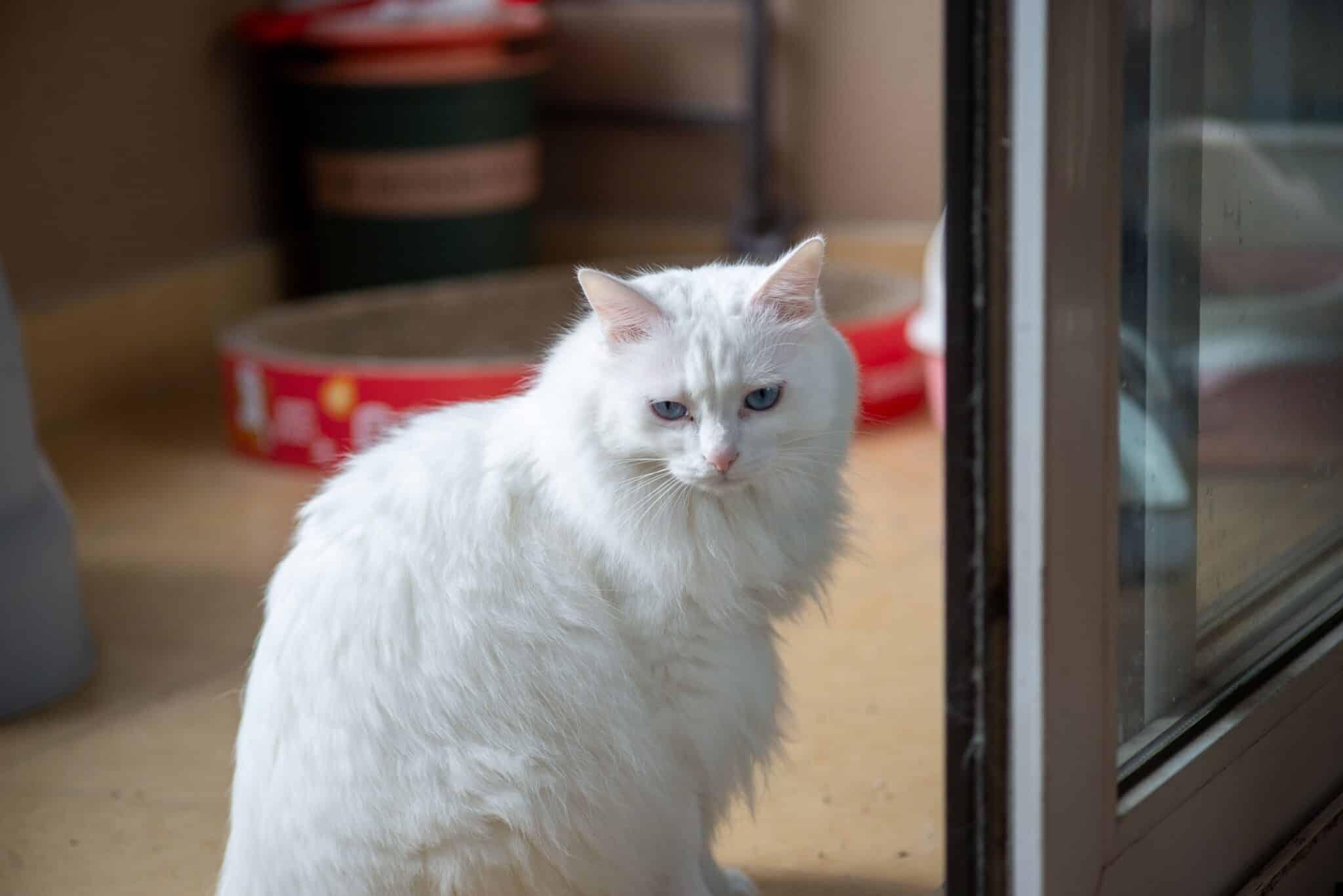A cat watching its owner pick up a bag near the front door.