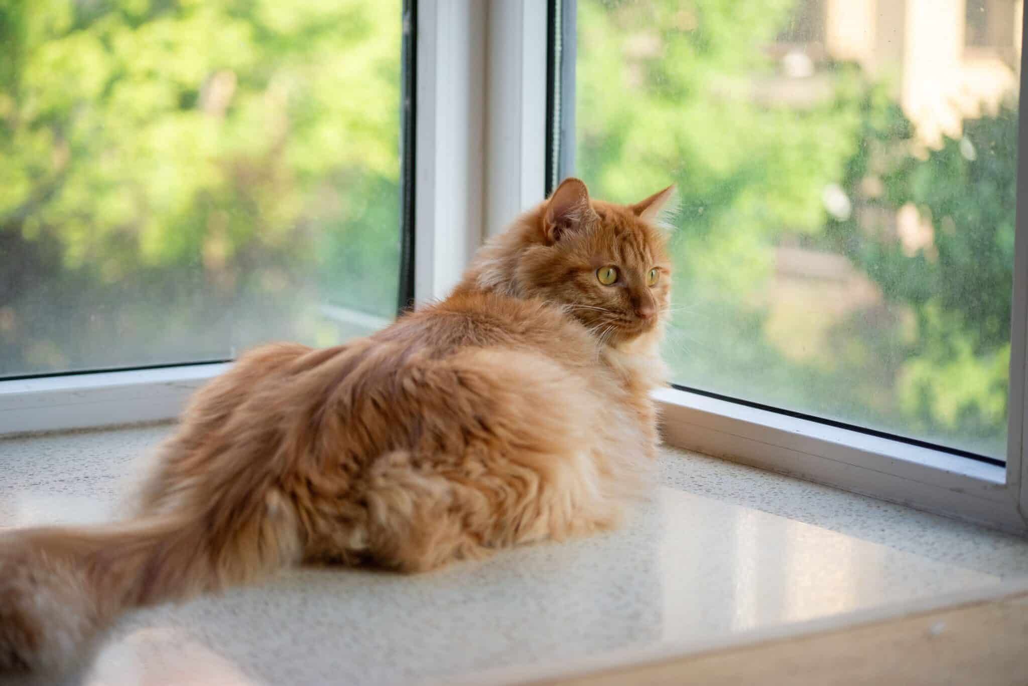 A gray cat perched on a windowsill watching birds and trees outside.