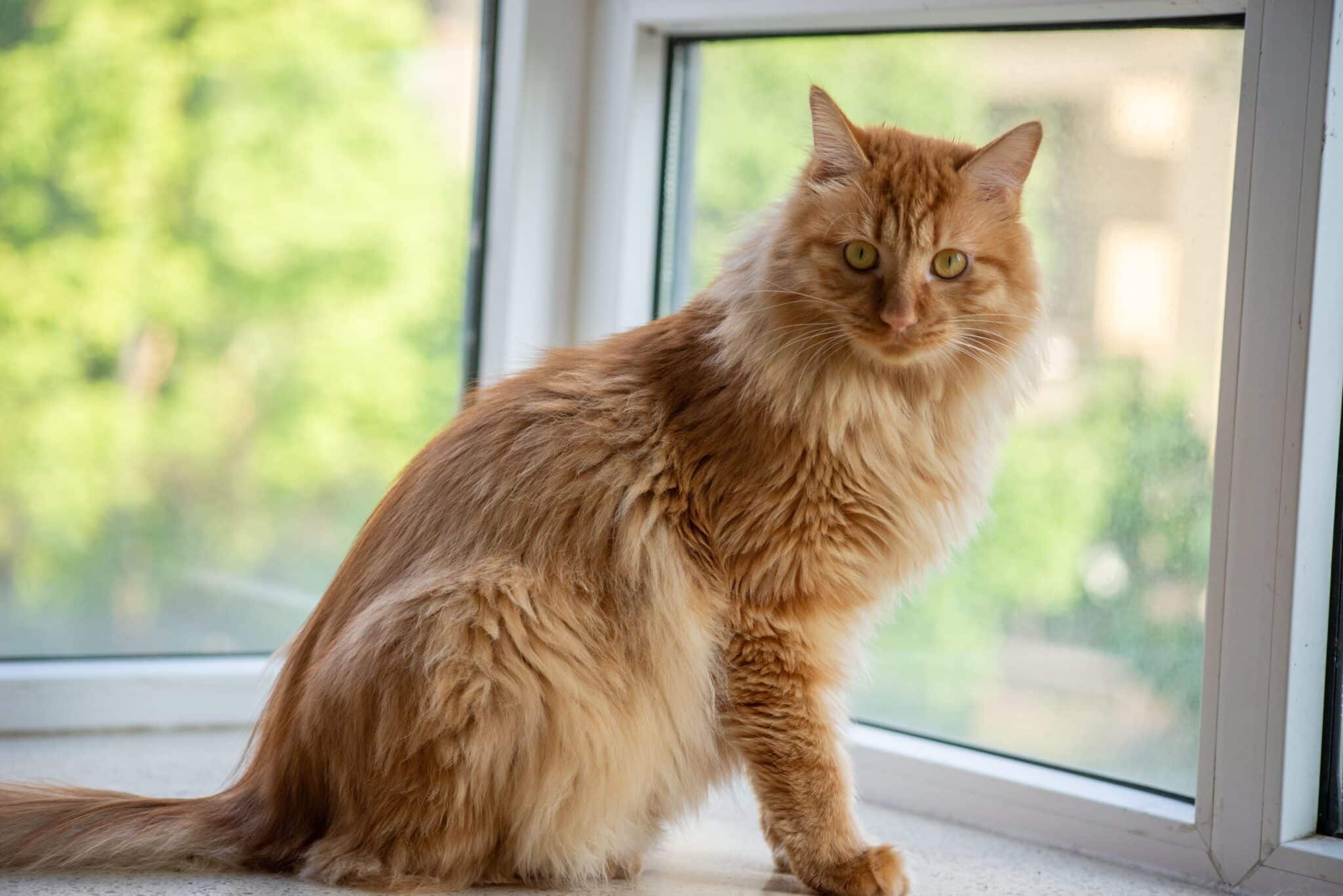 A large Maine Coon with tufted ears, a shaggy coat, and a bushy tail perched on a wooden windowsill.