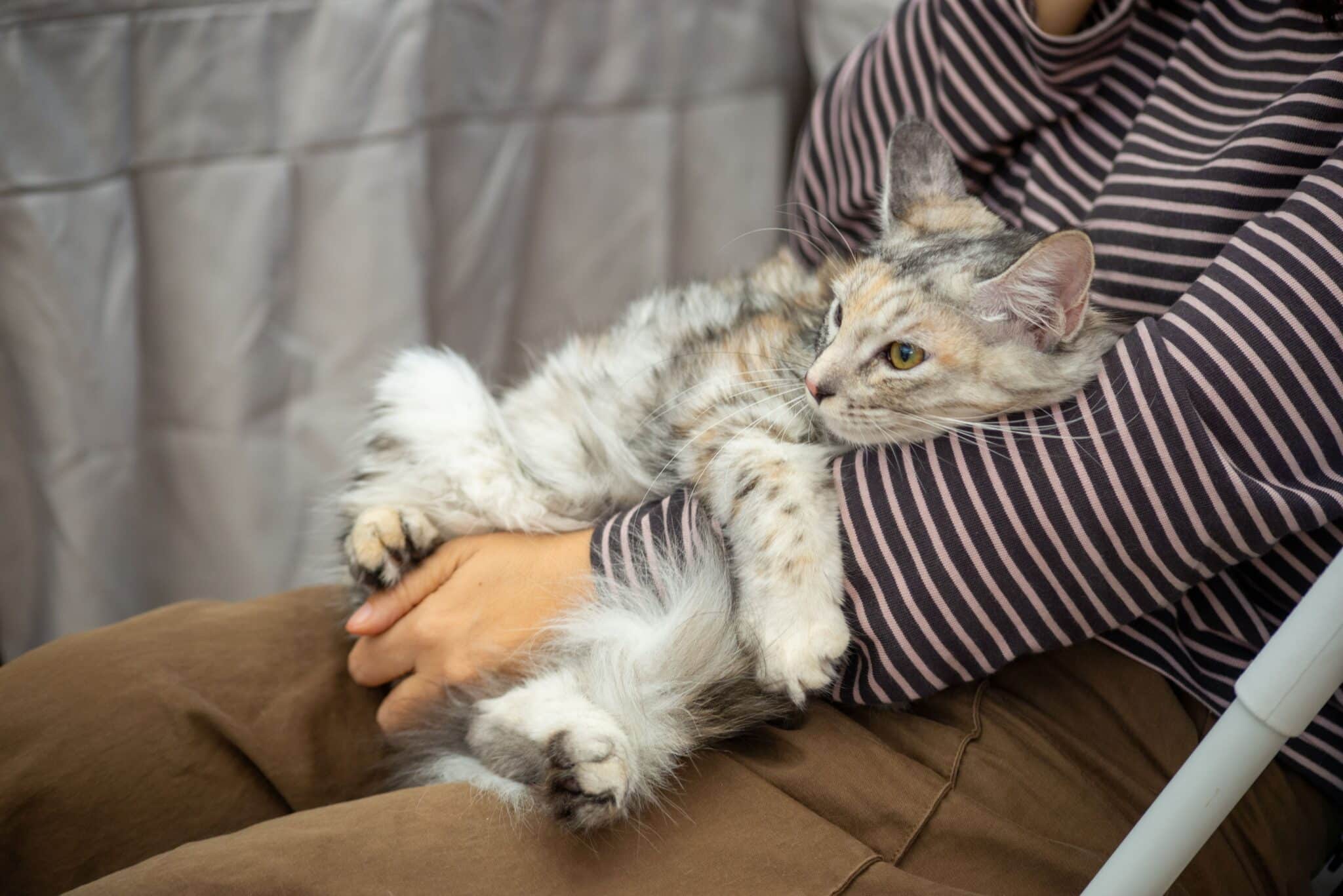 A large brown tabby Maine Coon Cat resting beside its owner on a spacious sofa.