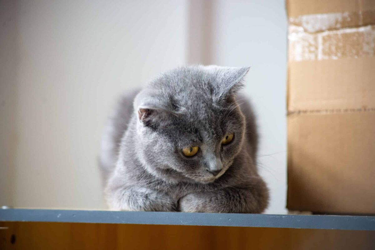 A curious cat investigating an open cardboard box.