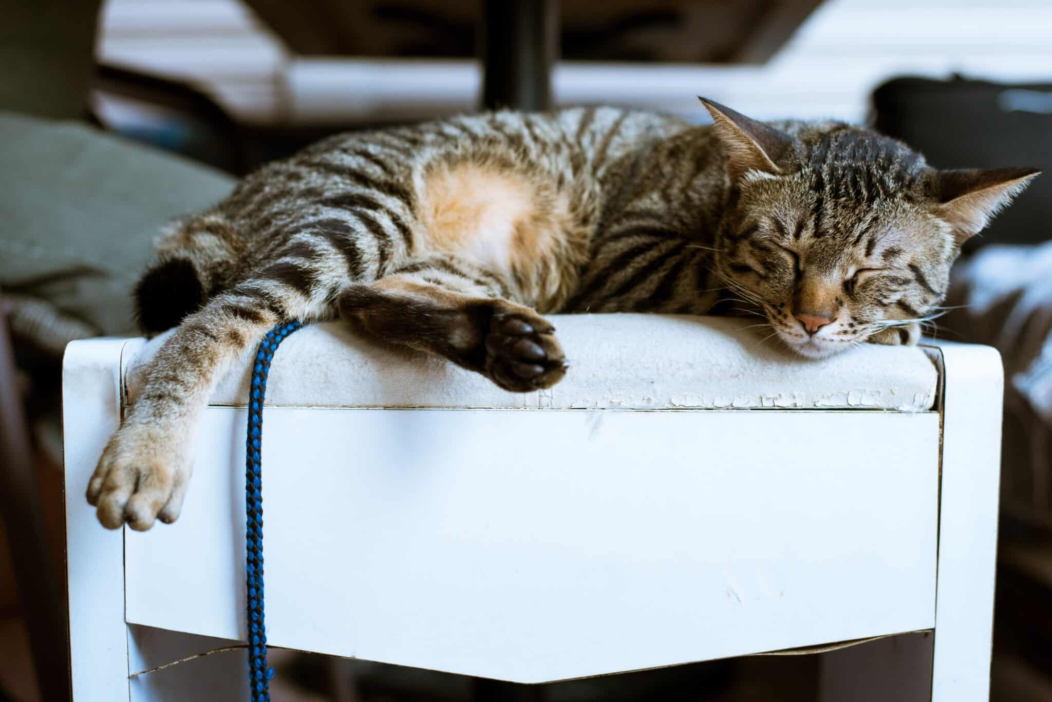 13 Things Cats Do When They Really Miss You